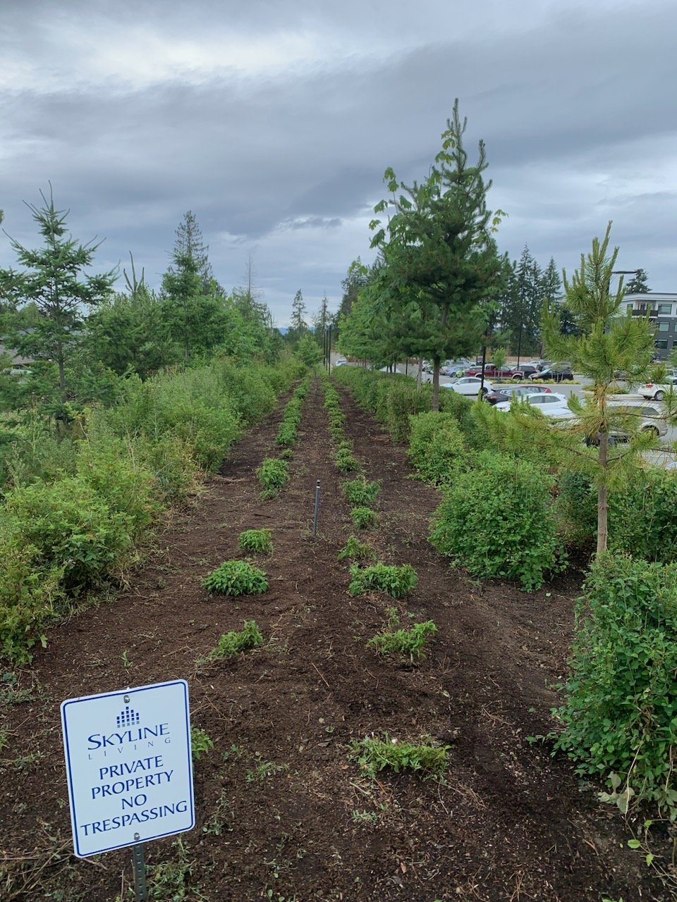 Strata property hedge rows